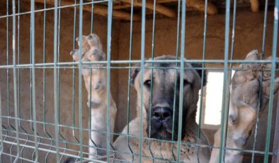 HACILAR BALKIZ ÇIKMAZI KAÇAK KÖPEK ÇİFTLİĞİ !