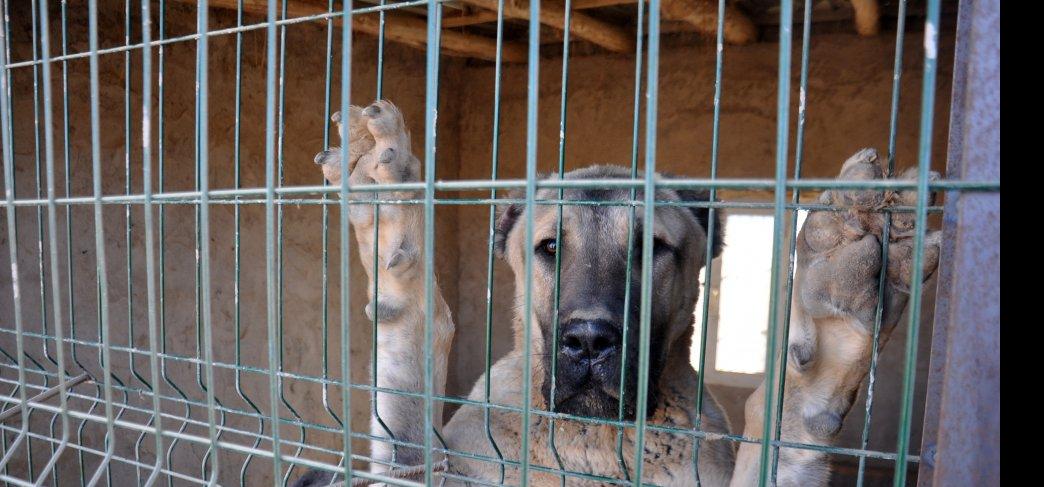 HACILAR BALKIZ ÇIKMAZI KAÇAK KÖPEK ÇİFTLİĞİ !